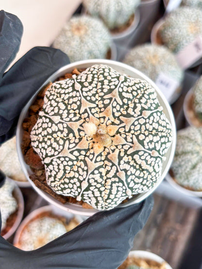 Astrophytum V-Type (t7) (y3) | Imported Plants | 3" Pot