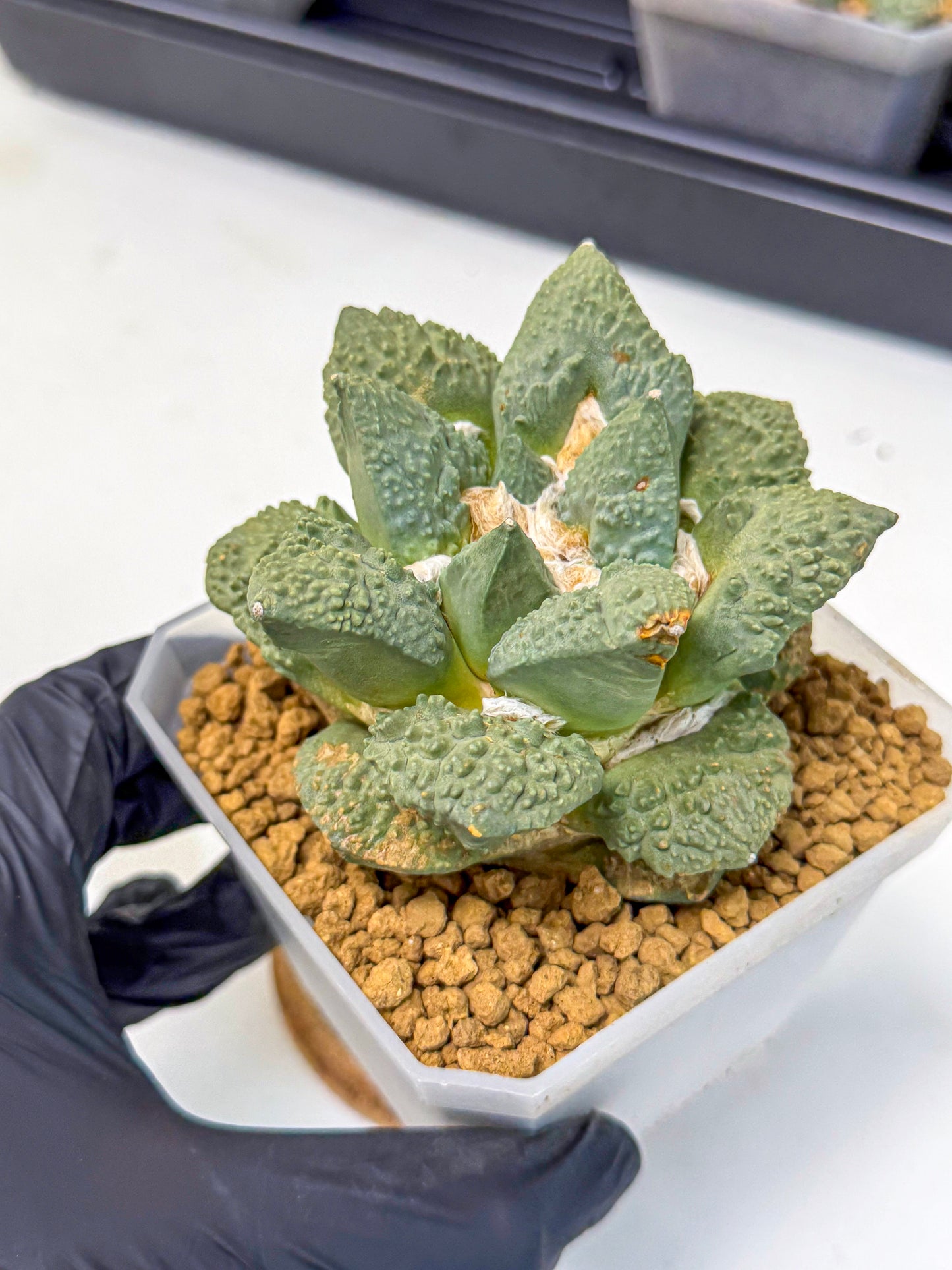 Ariocarpus Cultivar (yy) | Living rock cactus