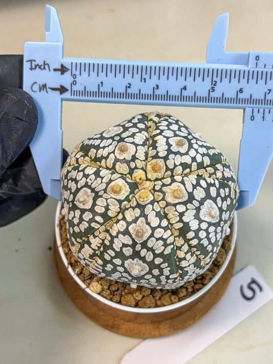 Astrophytum 5-Ribs (at7) (y5) | Living Rocks
