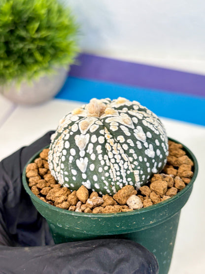 Astrophytum Fukuryu (at8) (06) | Rare Plant | Succulent Cactus