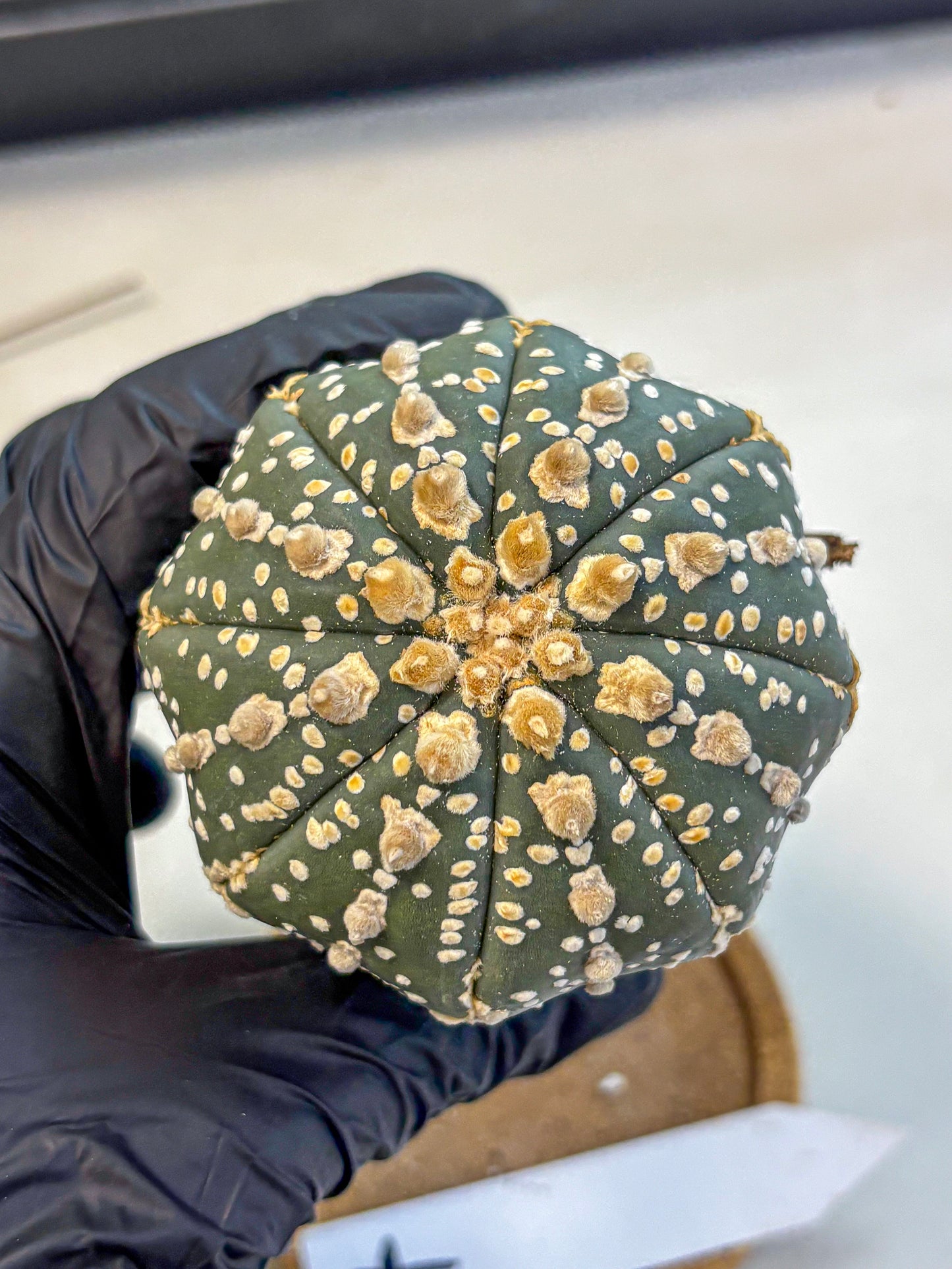 Astrophytum Super Kabuto (at10) (07) | sand dollar cactus