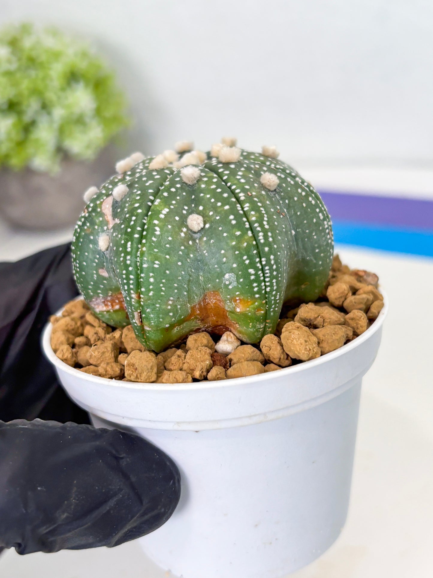 Astrophytum Star Shape (at3) (p1) | Very Rare Cactus