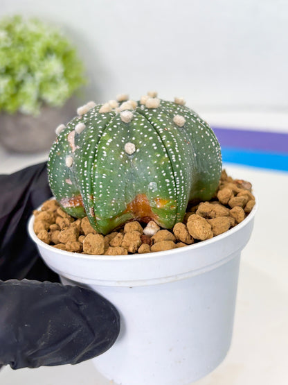 Astrophytum Star Shape (at3) (p1) | Very Rare Cactus
