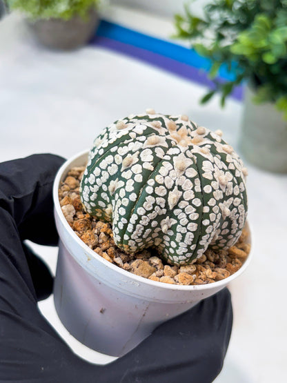 Astrophytum SuperKabuto Star Shape (T8) (b1) | SHIP from USA
