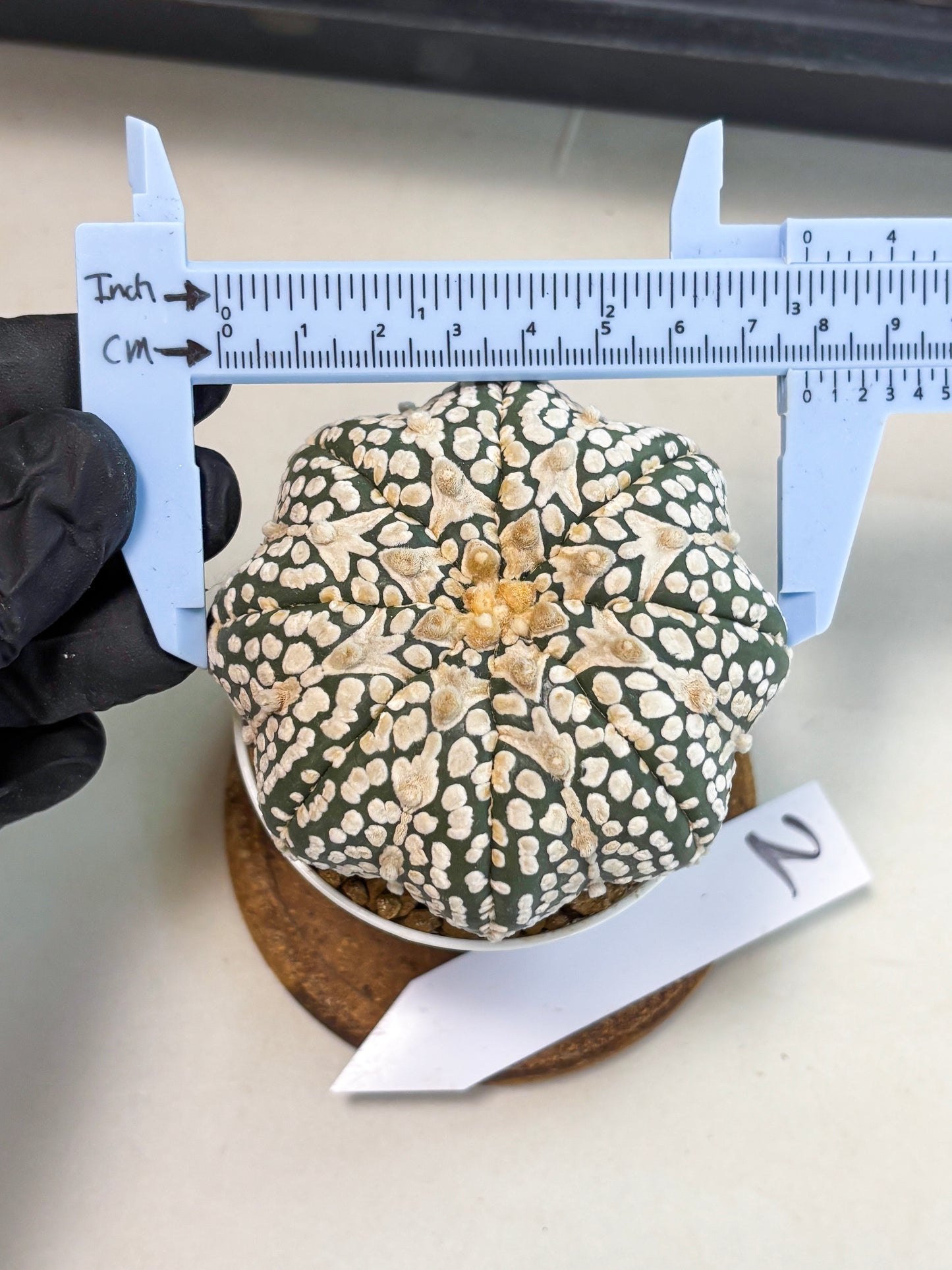 Astrophytum V-Type (at6) (y2) | Rare Star Cactus