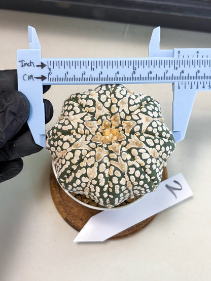 Astrophytum V-Type (at6) (y2) | Rare Star Cactus