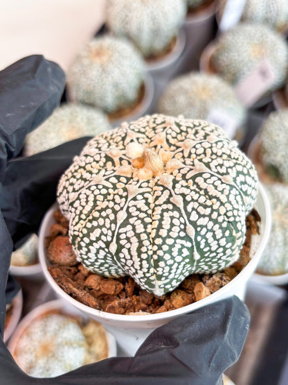 Astrophytum V-Type (t7) (y3) | Imported Plants | 3" Pot