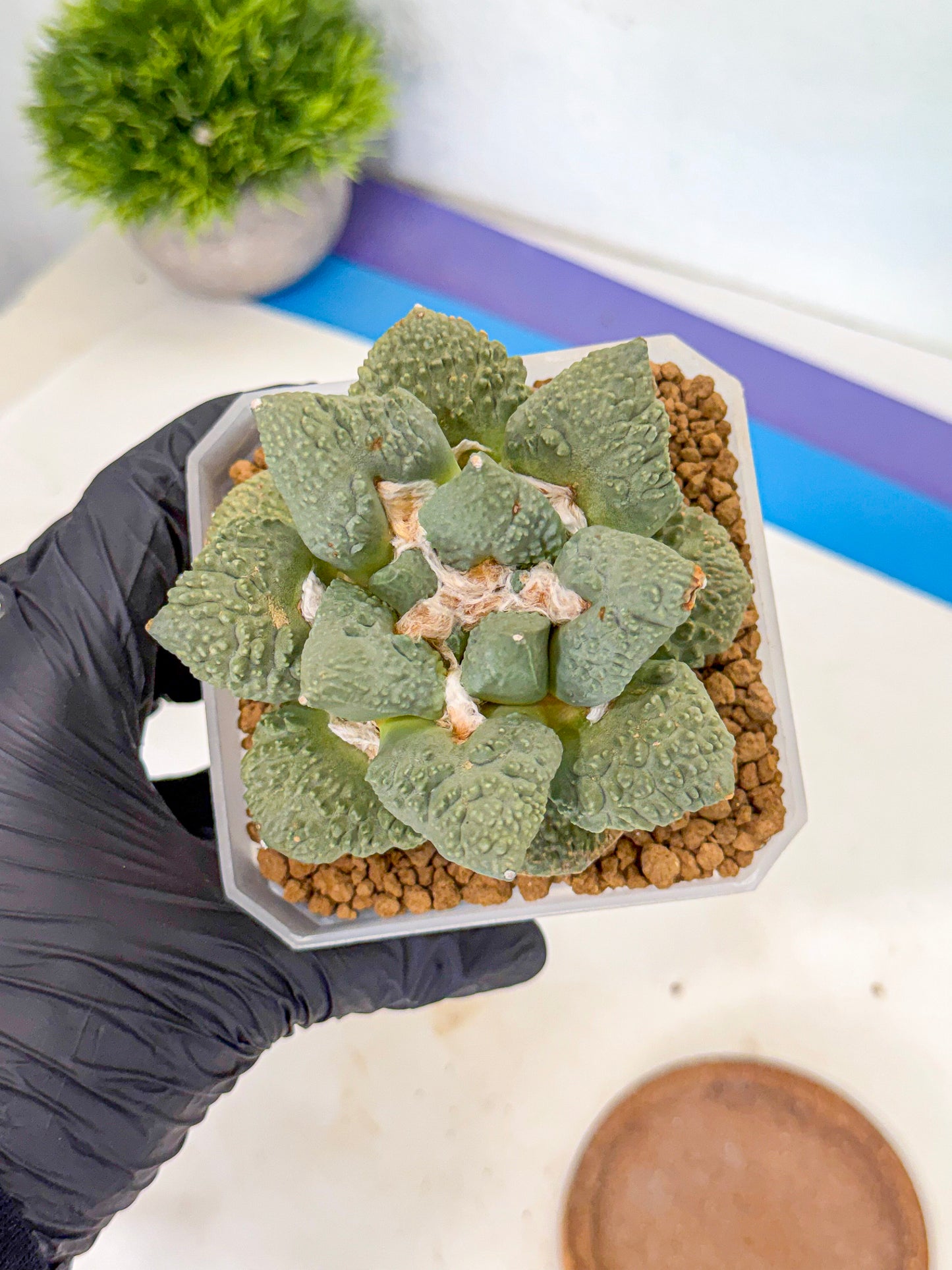 Ariocarpus Cultivar (yy) | Living rock cactus