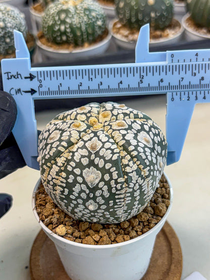 Astrophytum 5-Ribs (at7) (y5) | Living Rocks