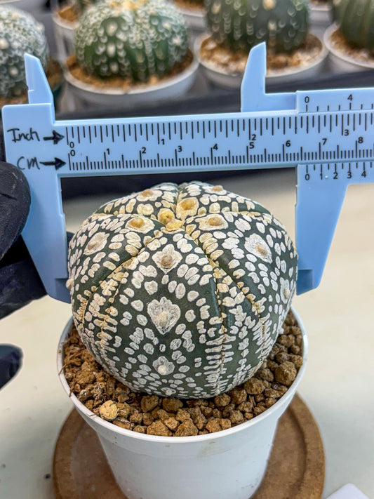 Astrophytum 5-Ribs (at7) (y5) | Living Rocks