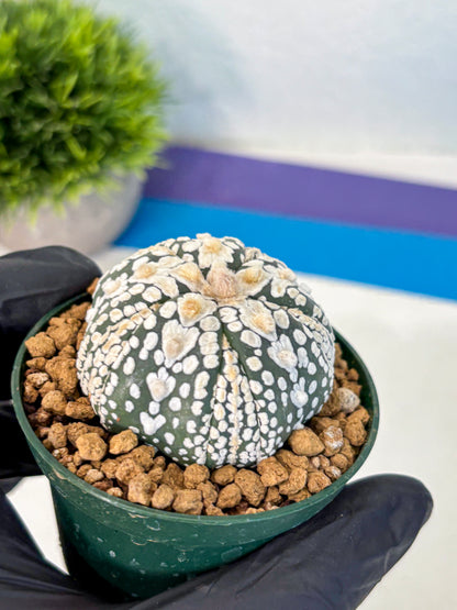 Astrophytum Fukuryu (at8) (06) | Rare Plant | Succulent Cactus