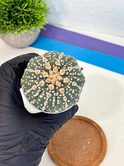 Astrophytum Super Kabuto (at10) (07) | sand dollar cactus