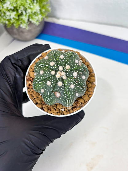 Astrophytum Star Shape (at3) (p1) | Very Rare Cactus