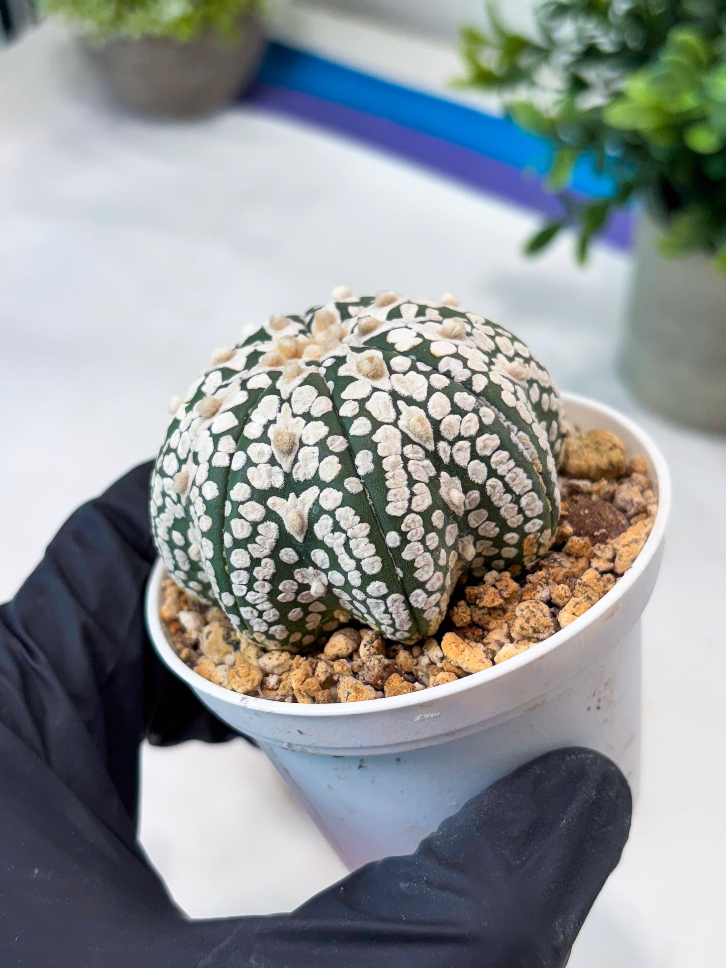 Astrophytum SuperKabuto Star Shape (T8) (b1) | SHIP from USA