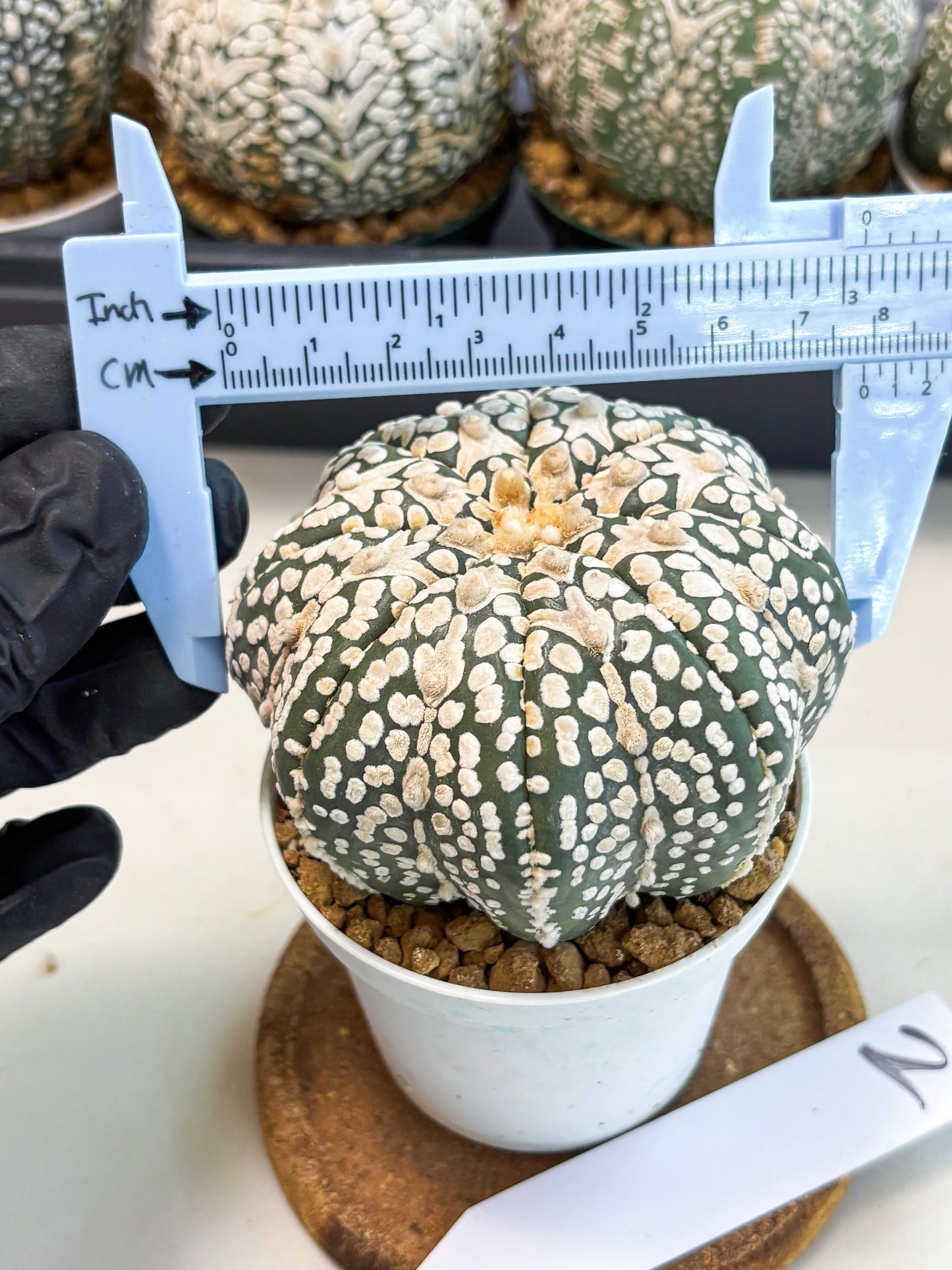 Astrophytum V-Type (at6) (y2) | Rare Star Cactus