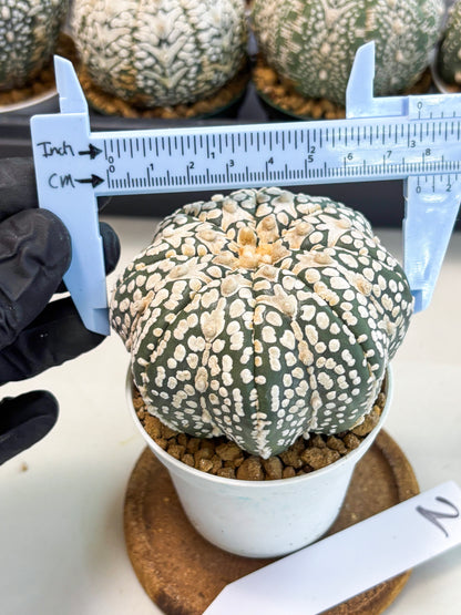 Astrophytum V-Type (at6) (y2) | Rare Star Cactus