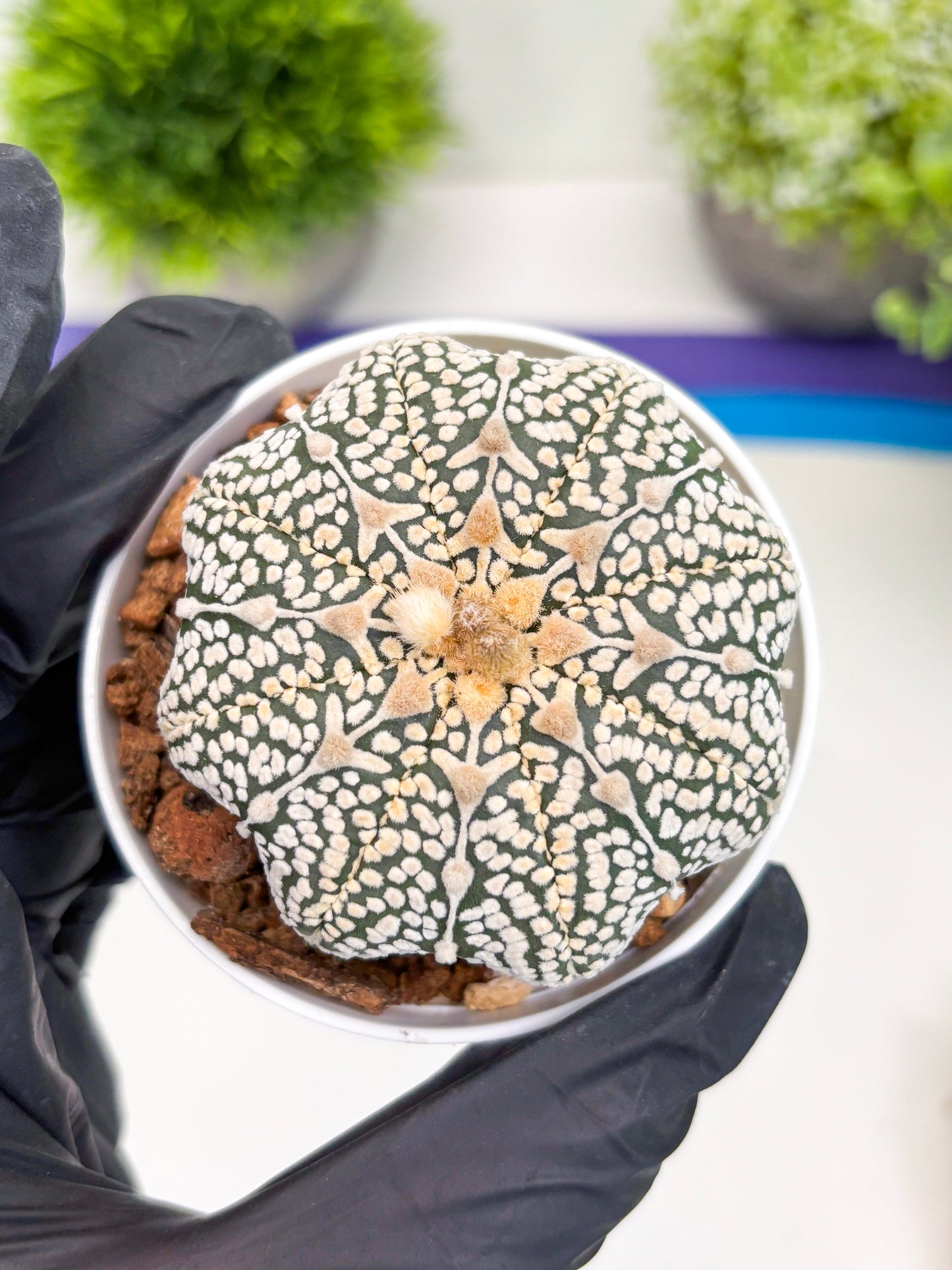 Astrophytum V-Type (t7) (y3) | Imported Plants | 3" Pot