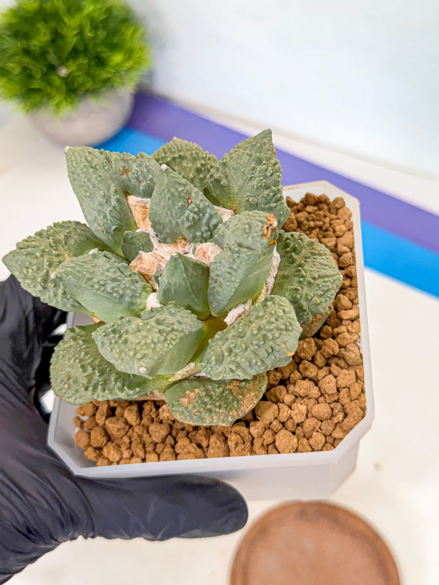 Ariocarpus Cultivar (yy) | Living rock cactus