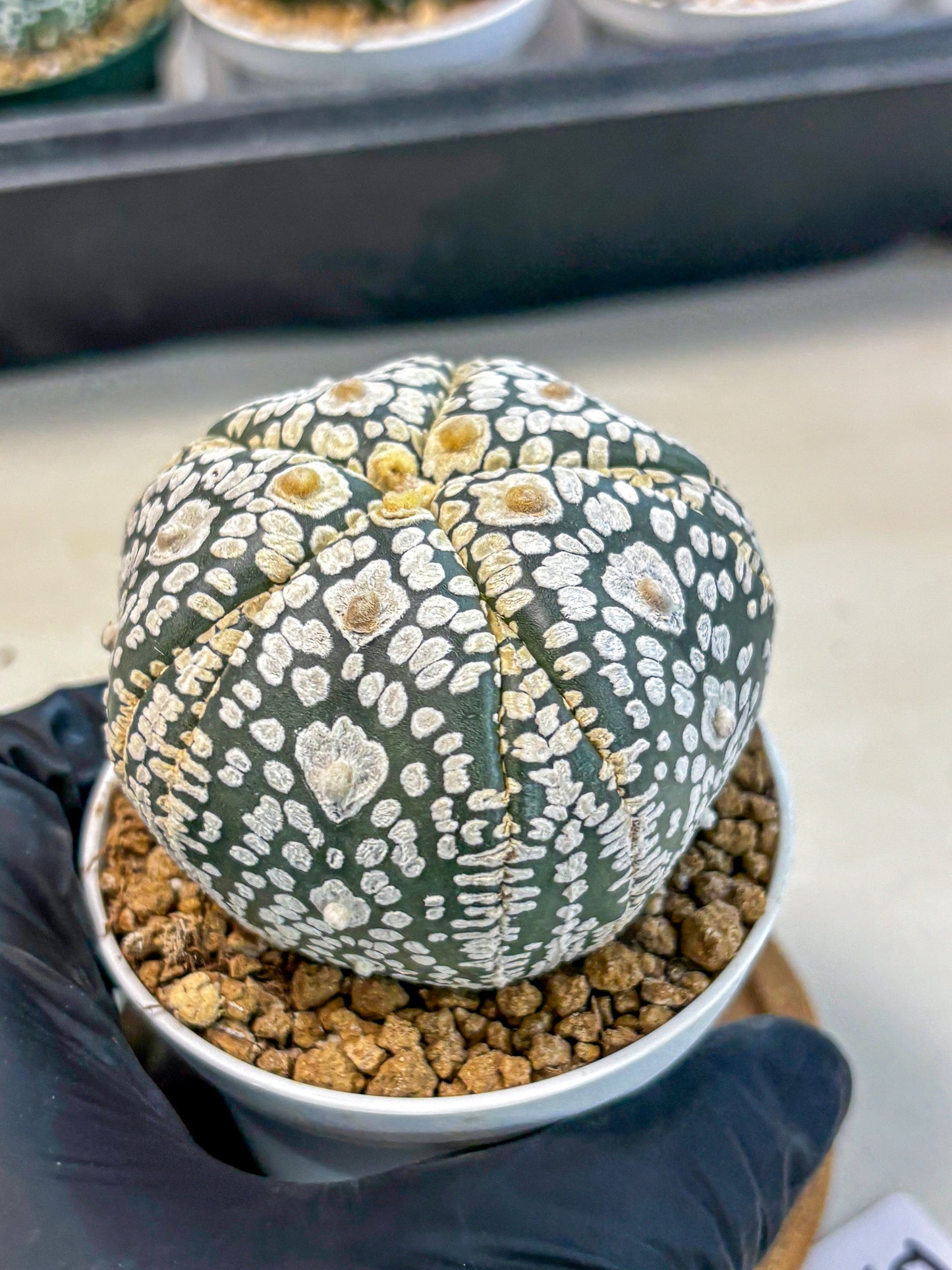 Astrophytum 5-Ribs (at7) (y5) | Living Rocks