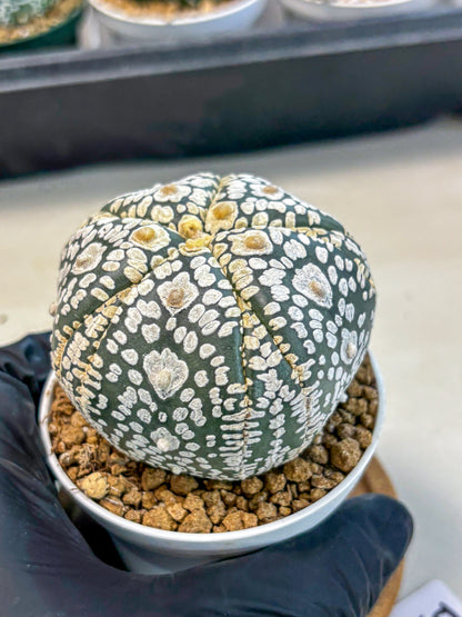 Astrophytum 5-Ribs (at7) (y5) | Living Rocks