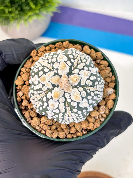 Astrophytum Fukuryu (at8) (06) | Rare Plant | Succulent Cactus