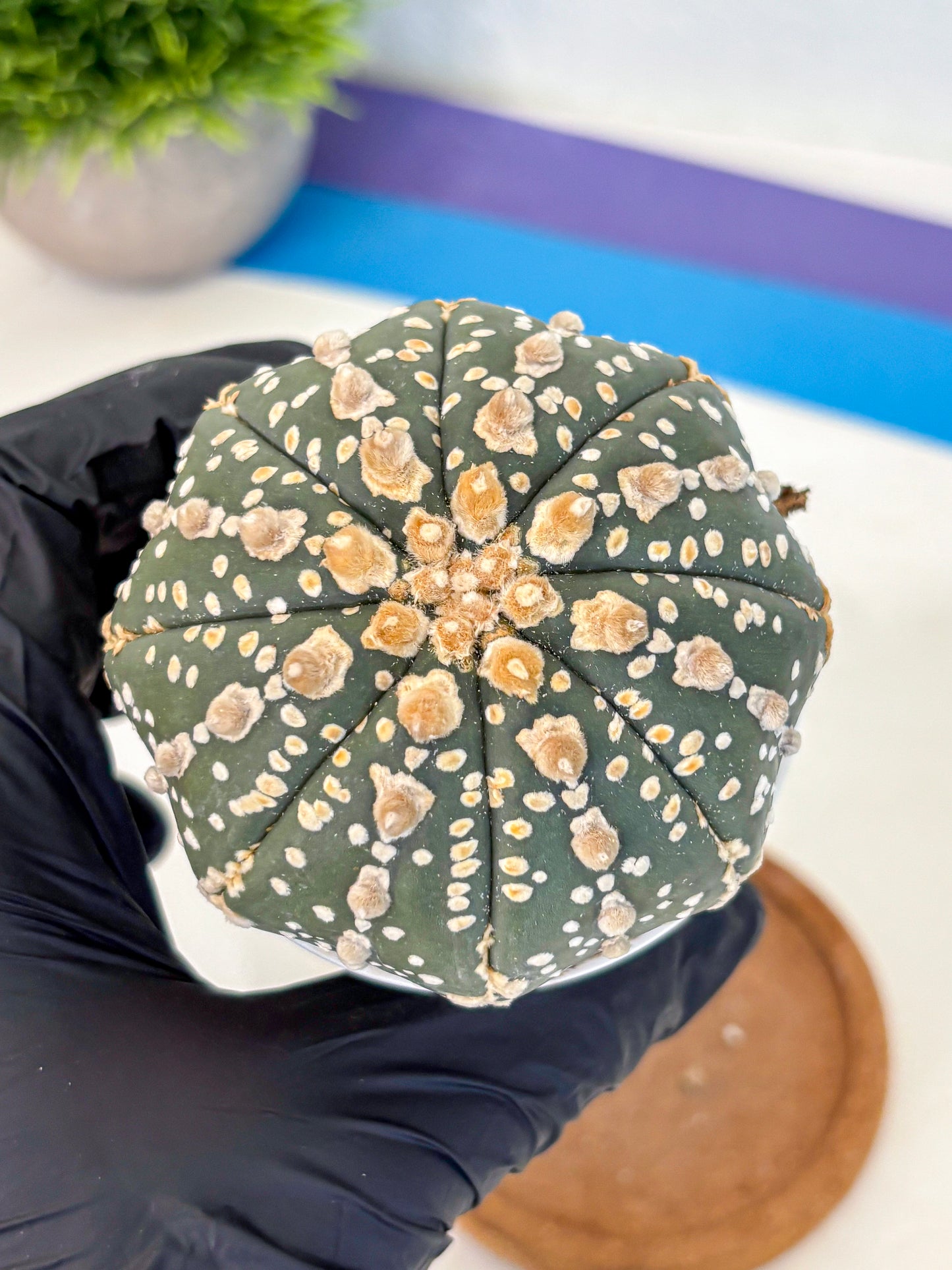 Astrophytum Super Kabuto (at10) (07) | sand dollar cactus