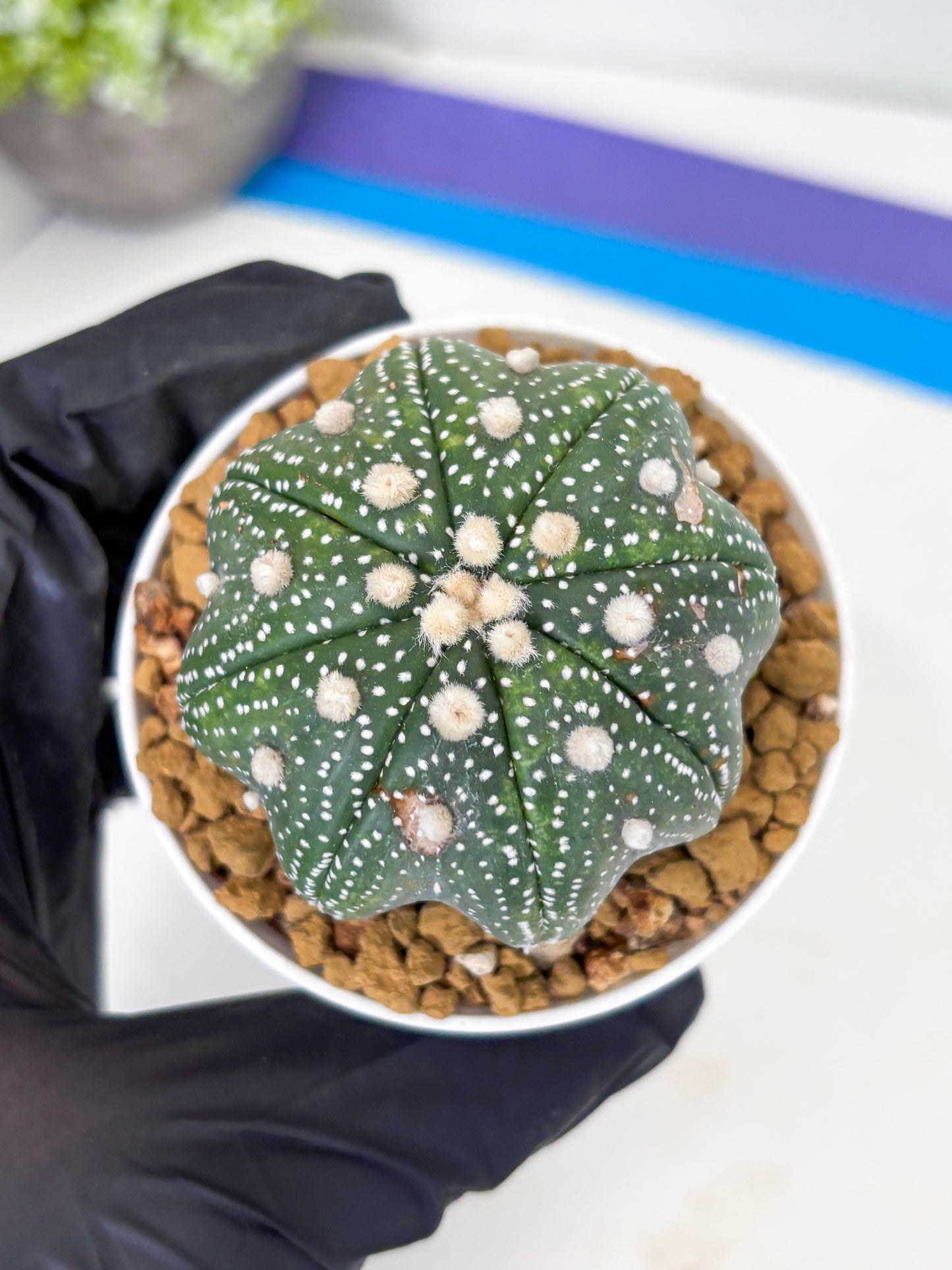 Astrophytum Star Shape (at3) (p1) | Very Rare Cactus