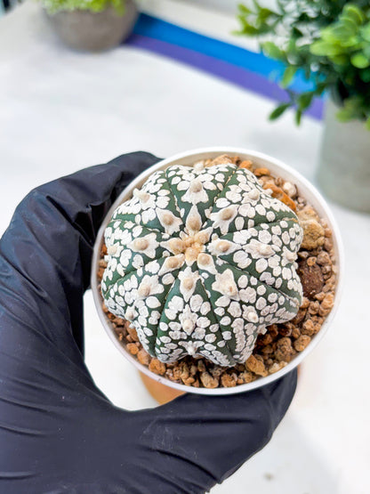 Astrophytum SuperKabuto Star Shape (T8) (b1) | SHIP from USA