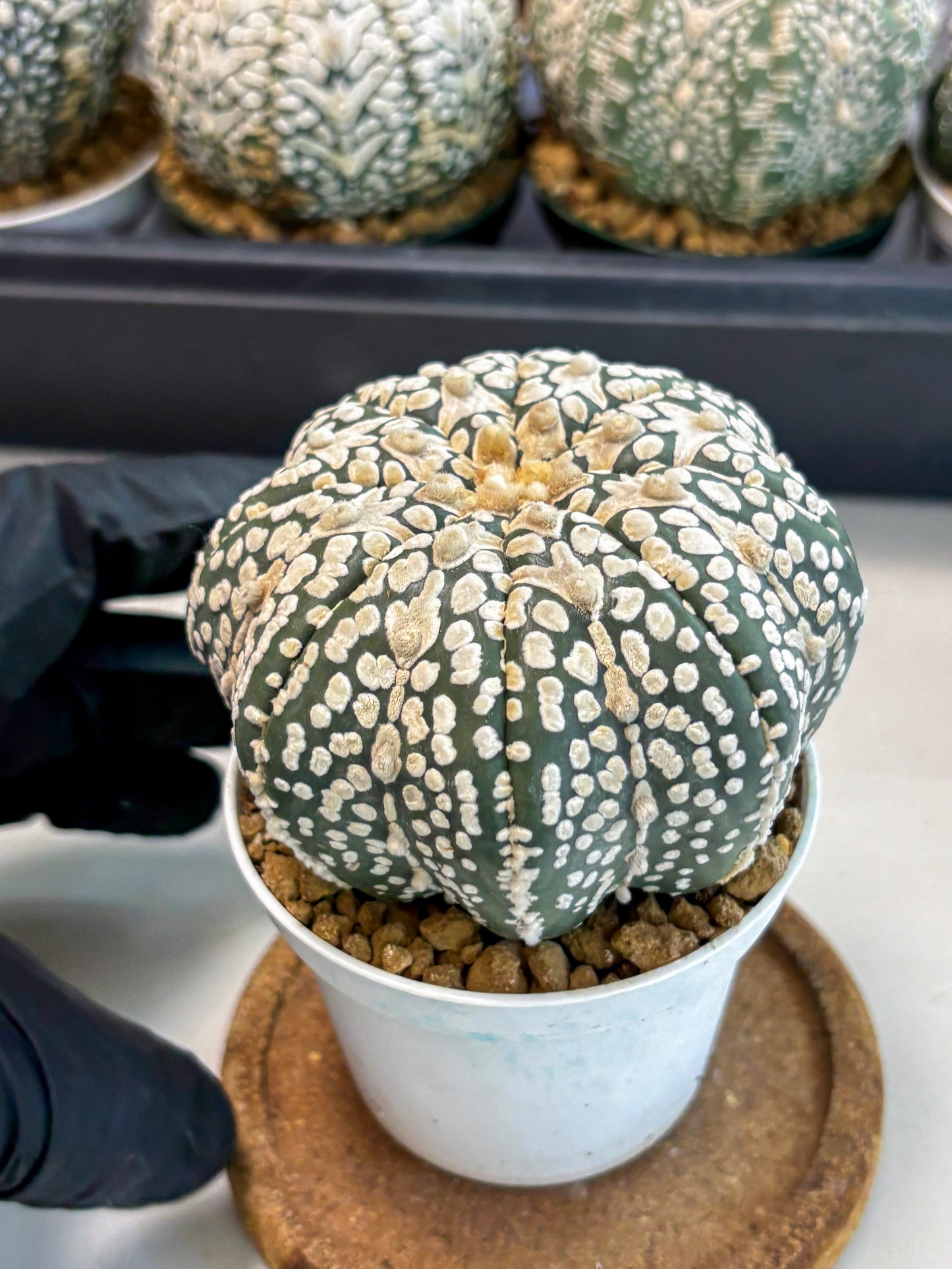 Astrophytum V-Type (at6) (y2) | Rare Star Cactus