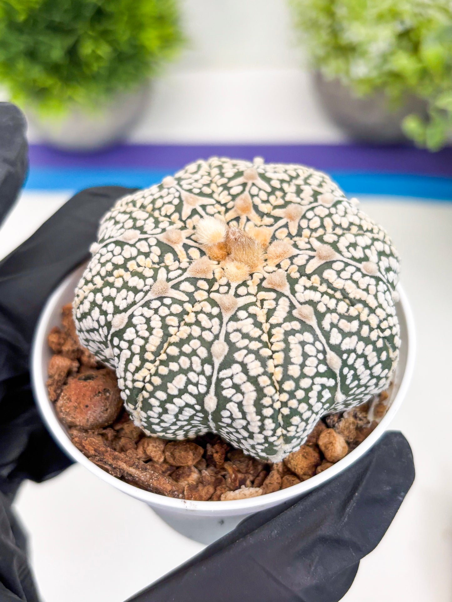 Astrophytum V-Type (t7) (y3) | Imported Plants | 3" Pot