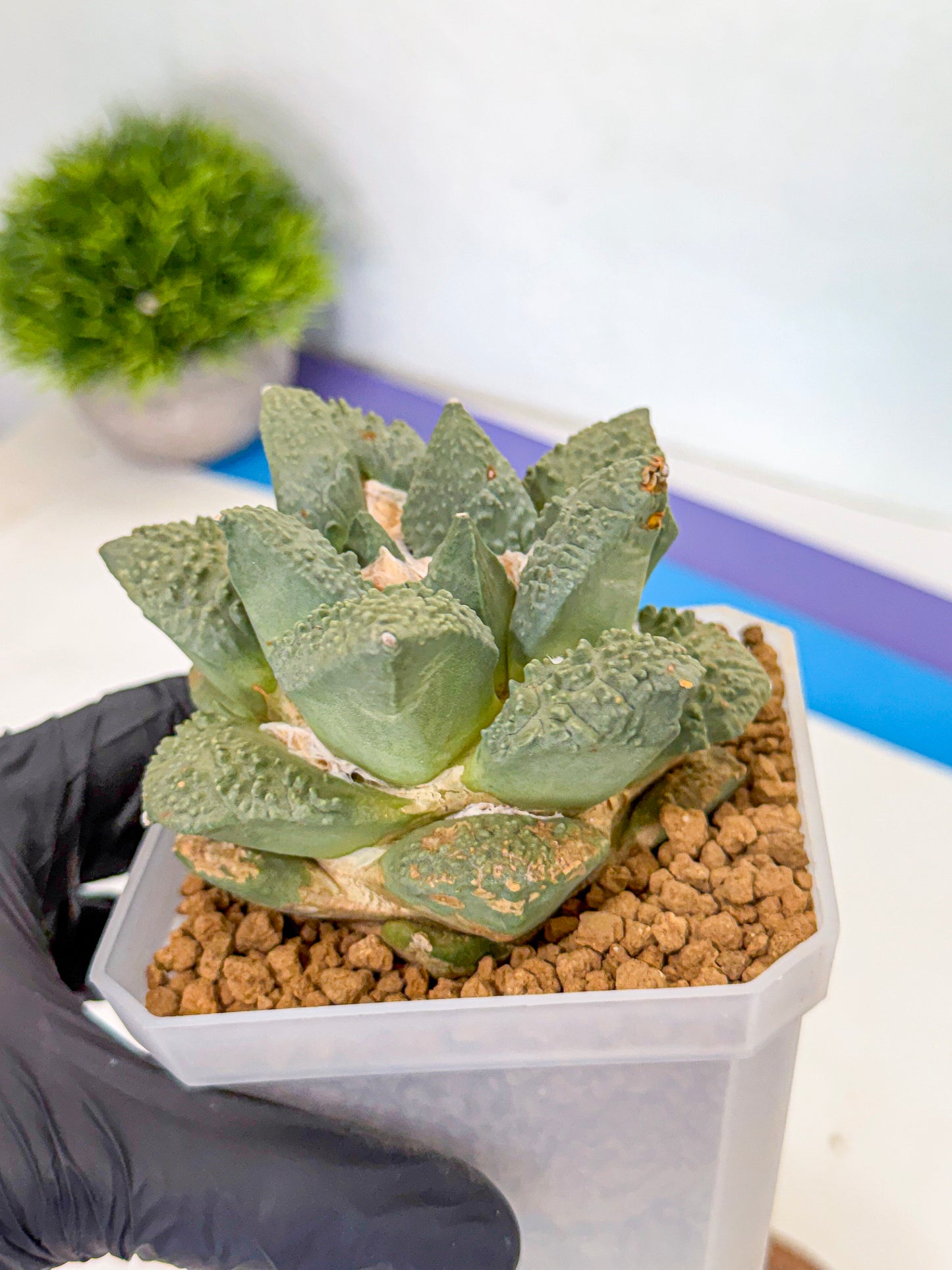 Ariocarpus Cultivar (yy) | Living rock cactus