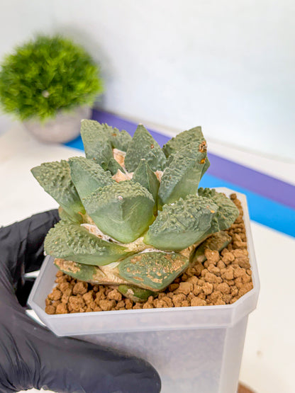 Ariocarpus Cultivar (yy) | Living rock cactus