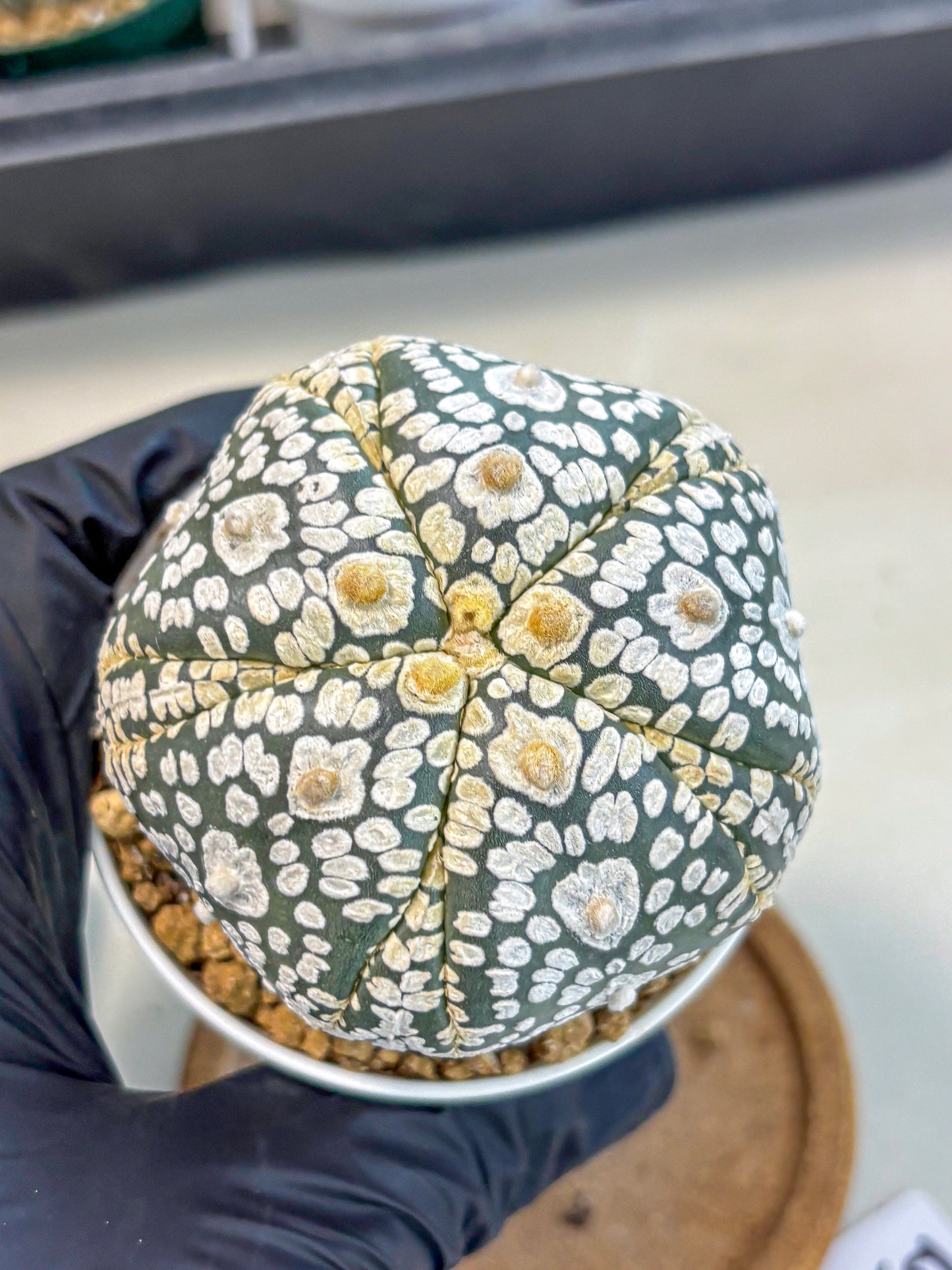 Astrophytum 5-Ribs (at7) (y5) | Living Rocks