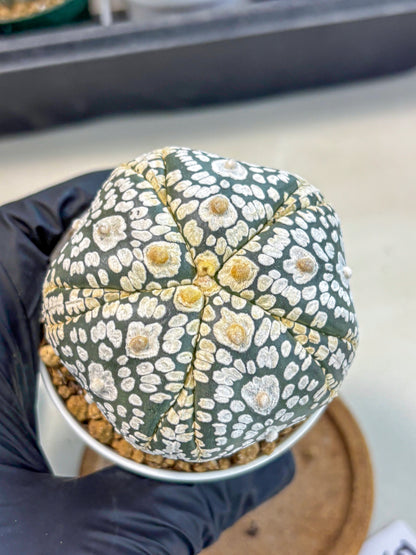 Astrophytum 5-Ribs (at7) (y5) | Living Rocks