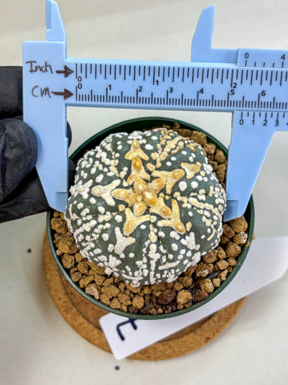 Astrophytum Fukuryu (at8) (07) | Rare Plant | Succulent Cactus