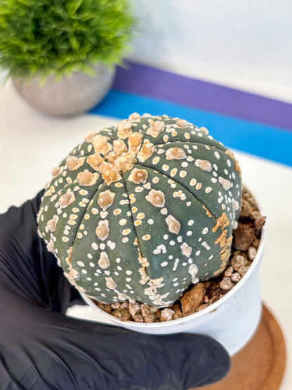 Astrophytum Super Kabuto (at10) (07) | sand dollar cactus