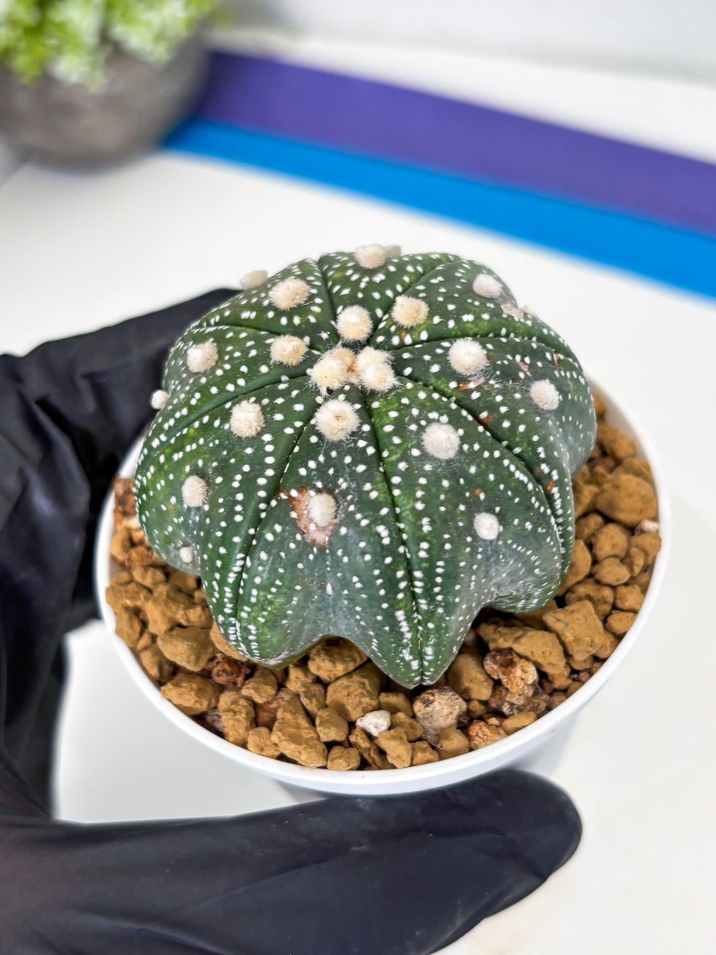 Astrophytum Star Shape (at3) (p1) | Very Rare Cactus