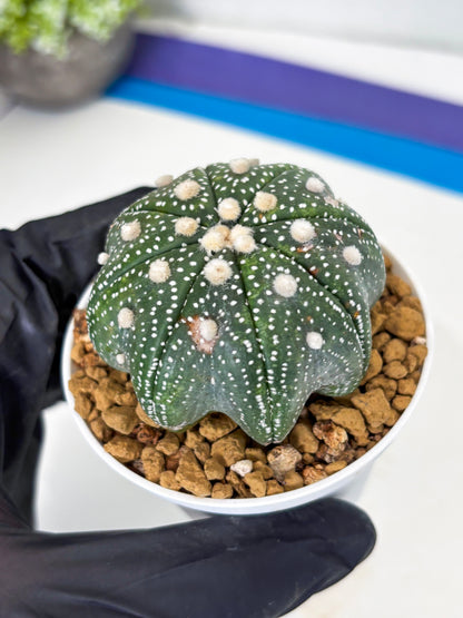 Astrophytum Star Shape (at3) (p1) | Very Rare Cactus