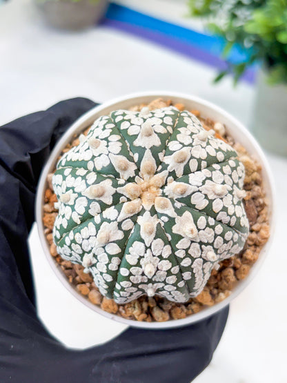 Astrophytum SuperKabuto Star Shape (T8) (b1) | SHIP from USA