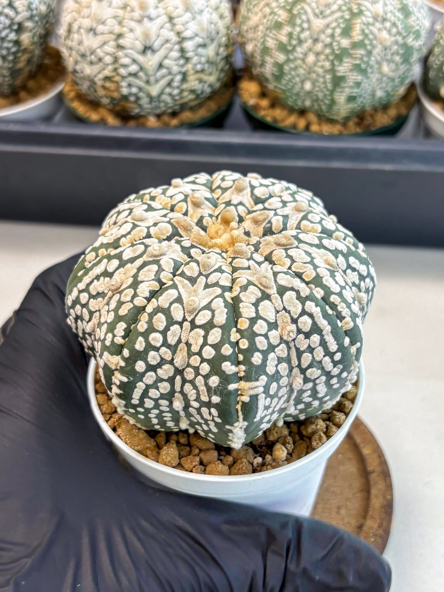 Astrophytum V-Type (at6) (y2) | Rare Star Cactus
