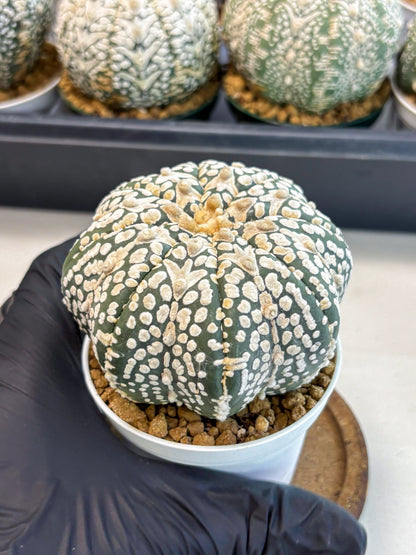 Astrophytum V-Type (at6) (y2) | Rare Star Cactus
