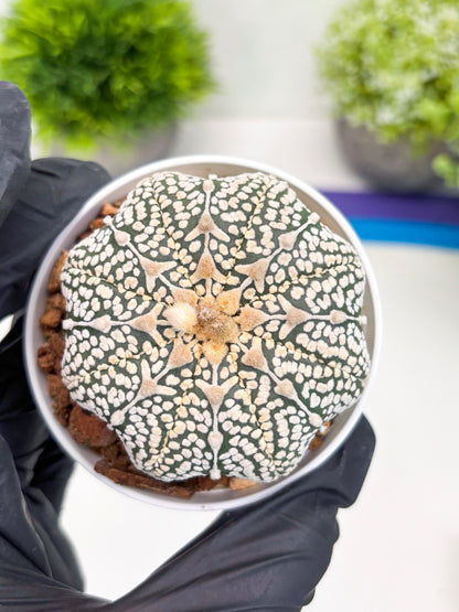 Astrophytum V-Type (t7) (y3) | Imported Plants | 3" Pot