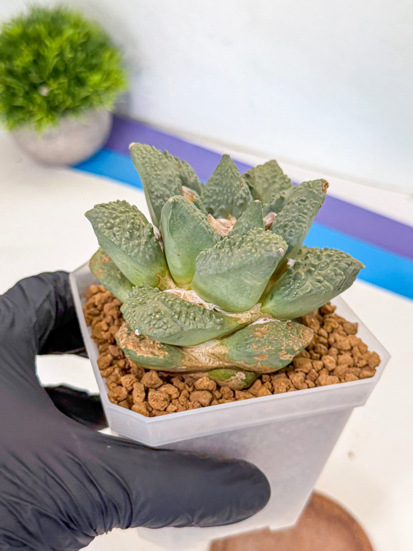 Ariocarpus Cultivar (yy) | Living rock cactus