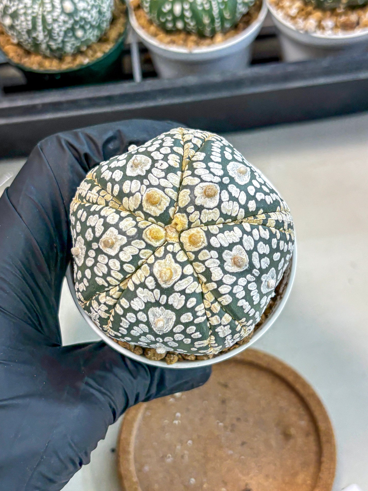 Astrophytum 5-Ribs (at7) (y5) | Living Rocks