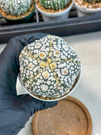 Astrophytum 5-Ribs (at7) (y5) | Living Rocks
