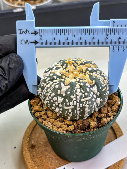 Astrophytum Fukuryu (at8) (07) | Rare Plant | Succulent Cactus