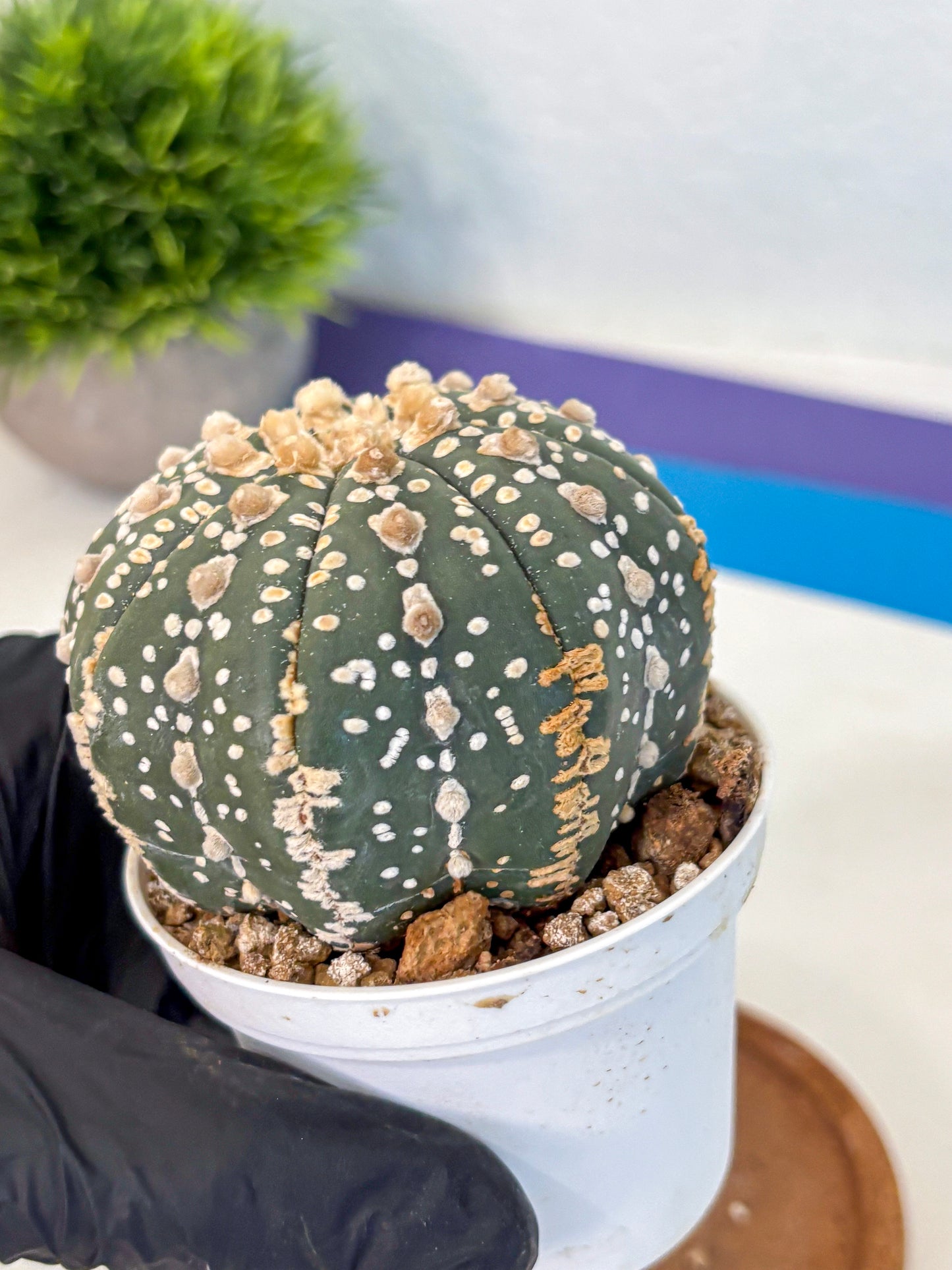 Astrophytum Super Kabuto (at10) (07) | sand dollar cactus