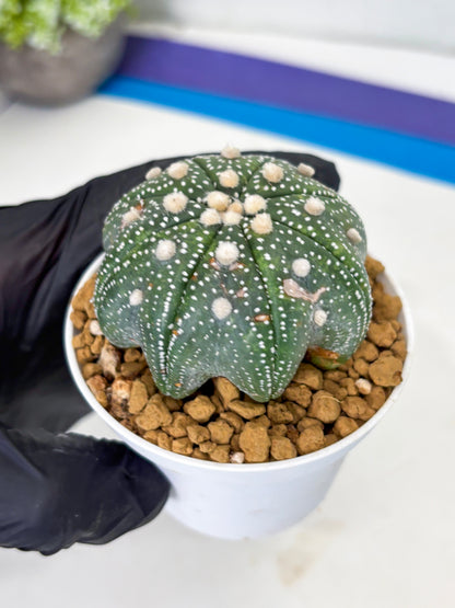 Astrophytum Star Shape (at3) (p1) | Very Rare Cactus