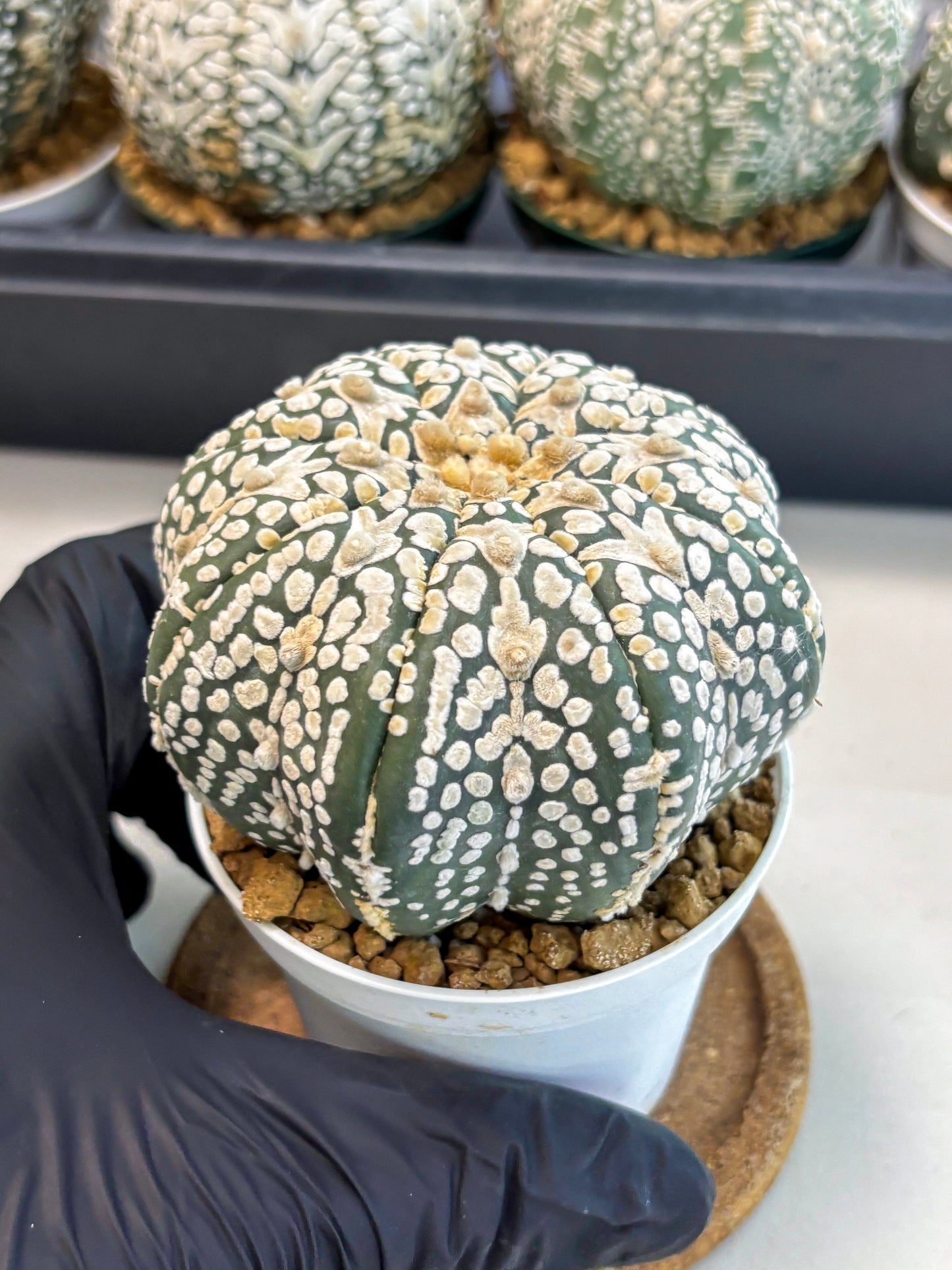 Astrophytum V-Type (at6) (y2) | Rare Star Cactus