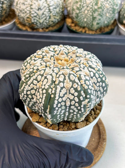 Astrophytum V-Type (at6) (y2) | Rare Star Cactus